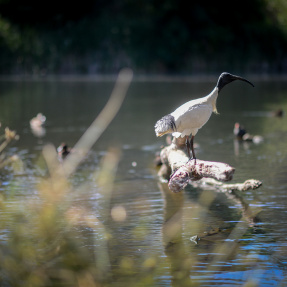 St Peters Billabong birds