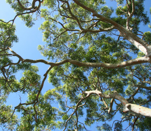 Urban Tree Canopy Cover